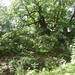 Vinderhoute Augustus 2011 025