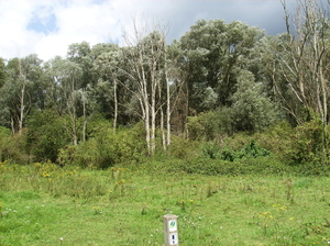 Vinderhoute Augustus 2011 041