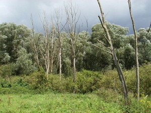 Vinderhoute Augustus 2011 042