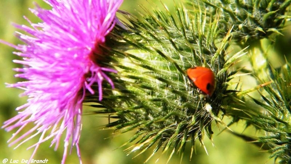 marche wandeling Romedenne Ardennen