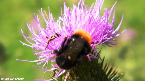 marche wandeling Romedenne Ardennen