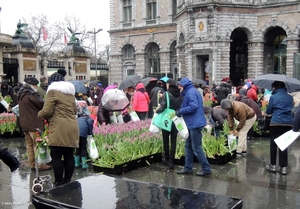 2018.01.20 'GRATIS TULPEN PLUKKEN' (2)