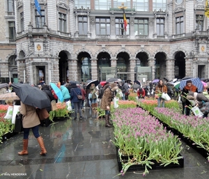 2018.01.20 'GRATIS TULPEN PLUKKEN' (8)