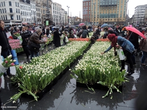 2018.01.20 'GRATIS TULPEN PLUKKEN' (9C)