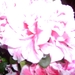 azalea 15