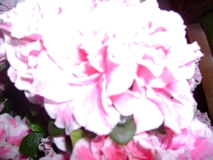azalea 15