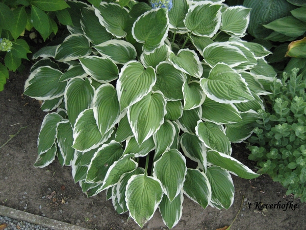 Hosta groen-wit