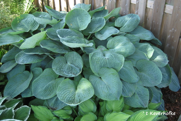 hosta groot blauw blad