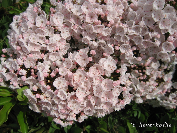Kalmia licht roze