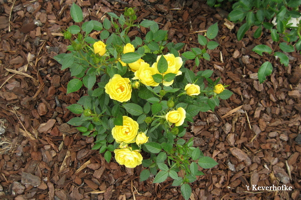struikroosje geel 