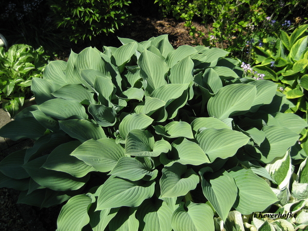 Hosta (1)