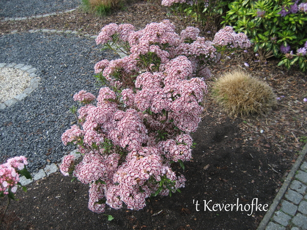 Kalmia roze