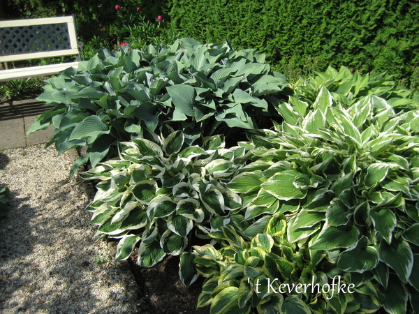 verschillende Hosta's
