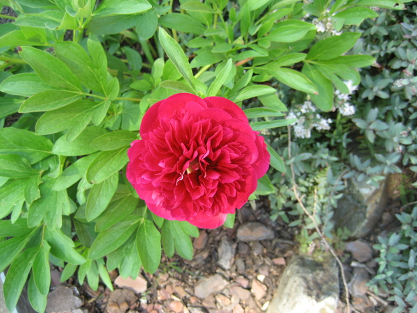 rode pioen tuin (2018)