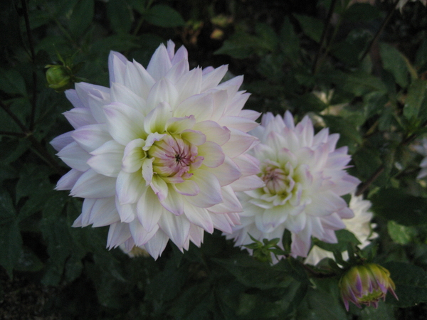 witte dahlias