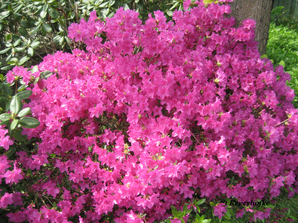 Azalea