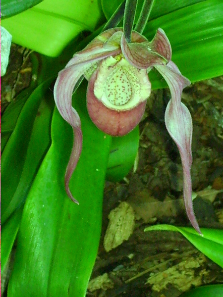 Venusschoentjes orchidee