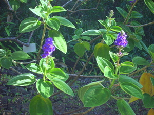 Madeira 2008 135