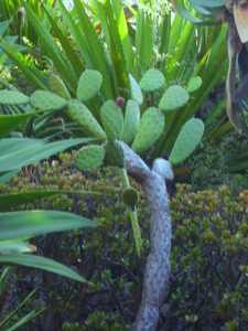 Madeira 2008 142