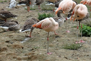 Pairi Daiza127
