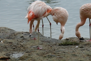 Pairi Daiza128