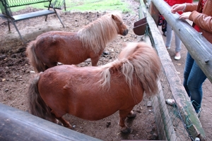 Pairi Daiza139