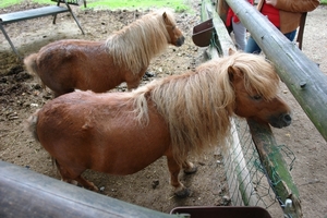 Pairi Daiza140