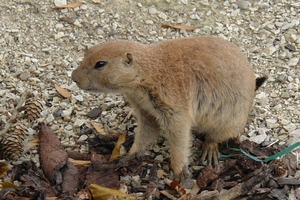Pairi Daiza141
