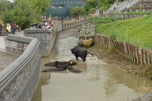 Pairi Daiza151