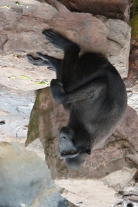 Pairi Daiza156