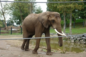 Pairi Daiza192