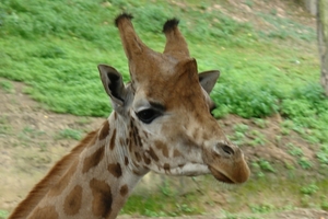 Pairi Daiza209