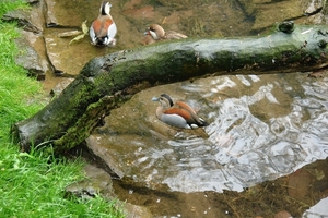 Pairi Daiza254