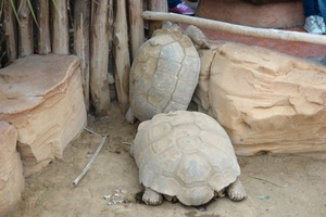 Pairi Daiza357
