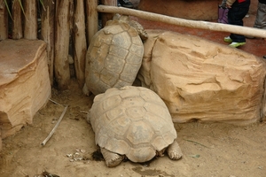 Pairi Daiza358