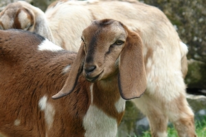 Pairi Daiza388