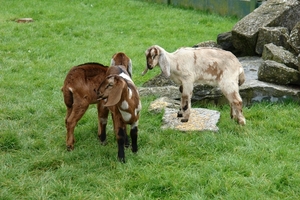 Pairi Daiza397