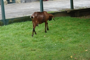 Pairi Daiza401