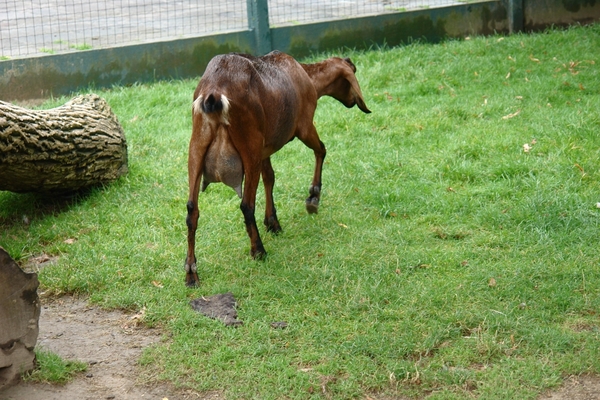 Pairi Daiza402