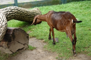 Pairi Daiza403