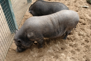 Pairi Daiza409