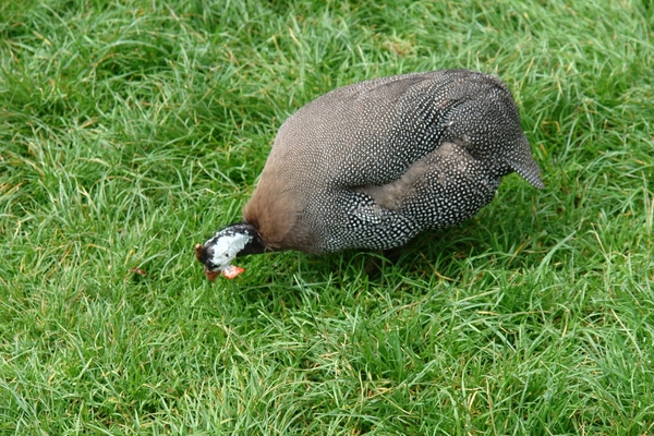 Pairi Daiza411
