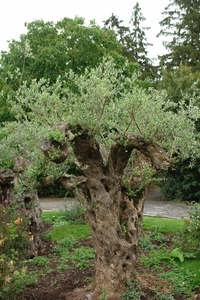 Pairi Daiza47
