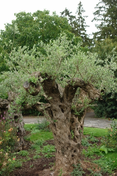 Pairi Daiza47