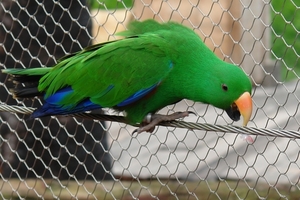 Pairi Daiza86