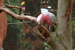 Pairi Daiza90