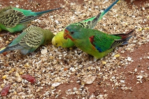 Pairi Daiza91