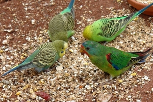 Pairi Daiza93