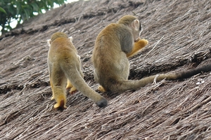 Pairi Daiza98