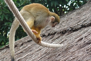 Pairi Daiza99